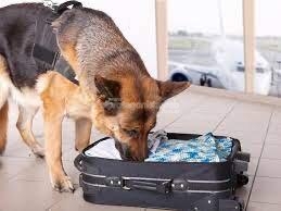proponen-la-formación-de-caninos-forenses-para-la-detección-de-drogas-armas-y-dinero