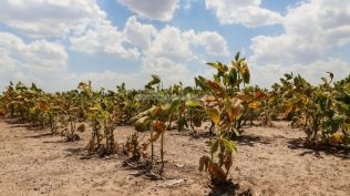 La provincia homologó a nivel nacional la prórroga de la Emergencia Agropecuaria por sequía en todo el territorio santafesino