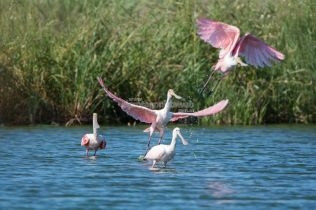 muestra-fotografica-aves-de-la-laguna-el-hinojo