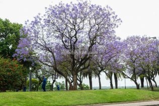 media-sancion-para-plantar-un-millon-de-arboles-en-la-provincia-de-santa-fe