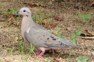 diputados-propone-crear-una-mesa-de-trabajo-para-abordar-la-plaga-de-palomas-cotorras-y-jabalies-en-santa-fe