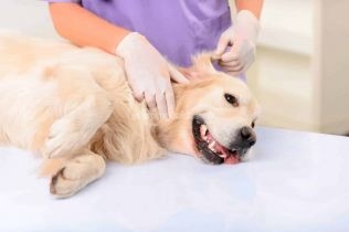 esteban-motta-destaco-el-gran-inicio-del-programa-departamental-de-sanidad-animal