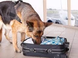 Proponen la formación de Caninos Forenses para la detección de drogas, armas y dinero