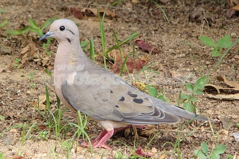 Diputados propone crear una mesa de trabajo para abordar la plaga de palomas, cotorras y jabalíes en Santa Fe